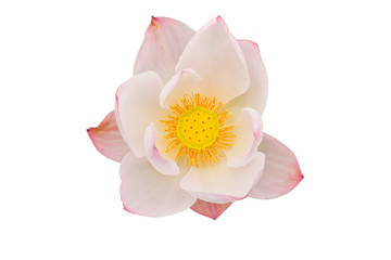 Pink lotus on white background.