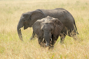 Naklejka na ściany i meble Dwa słonie afrykańskie (Loxodonta Africana)