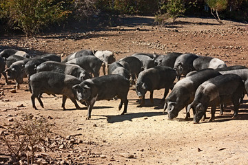 italian breed of pigs