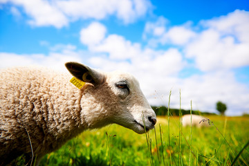 Closeup side view portrait of a sheep