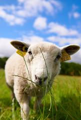 Inquisitive sheep grazing on grass