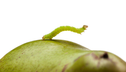 Side view of inchworm on pear