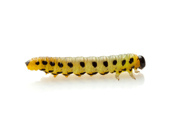 Macro of caterpillar over white