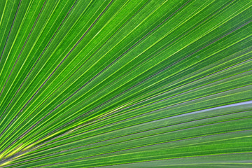 livistona palm leaves