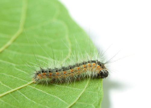 Vermin moth caterpillar