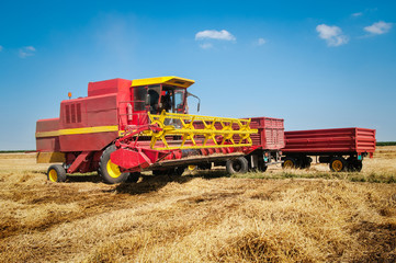 Fototapeta premium Combine harvesting wheat