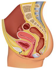 Female Reproductive Organ - obrazy, fototapety, plakaty