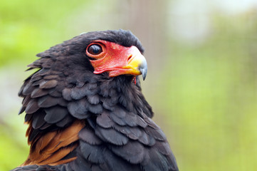 Bateleur