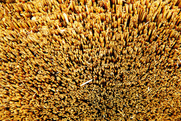 Naklejka premium Closeup of crop