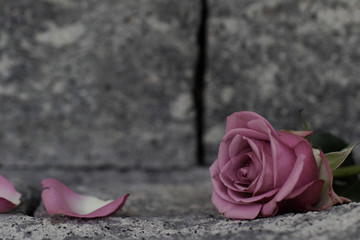 Rose auf einer Mauer