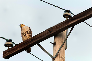 Red-tailed Hawk(Buteo jamaicensis) perched on a telegraph pole