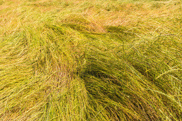 Closeup of fallen grass stalks in a field with grass seed cultiv