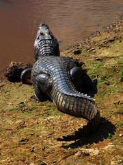 Aligator