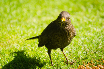 Female Blackbird