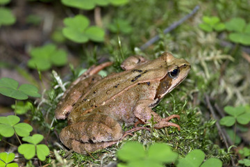frog
