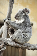 Koala - Phascolarctos cinereus