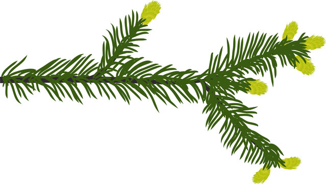 green fir branch illustration