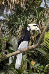 Southern pied-hornbill or Asian Pied-hornbill, Anthracoceros alb