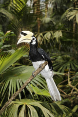 Southern pied-hornbill or Asian Pied-hornbill, Anthracoceros alb