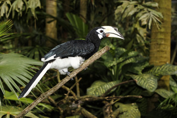 Fototapeta premium Southern pied-hornbill or Asian Pied-hornbill, Anthracoceros alb