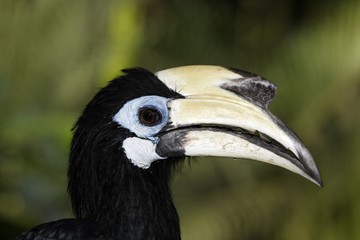 Southern pied-hornbill or Asian Pied-hornbill, Anthracoceros alb