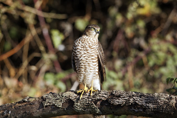 Sparrowhawk, Accipiter nisus