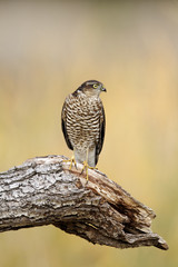 Sparrowhawk, Accipiter nisus