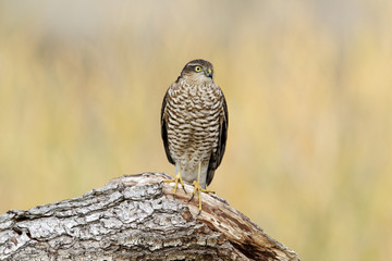 Sparrowhawk, Accipiter nisus