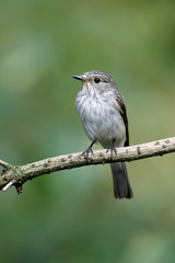 Spotted flycatcher, Muscicapa striata