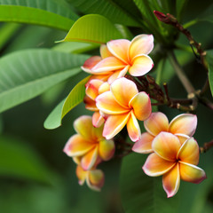 Obraz premium Frangipani flowers