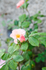 Pink Rose Bush by Grey Wall