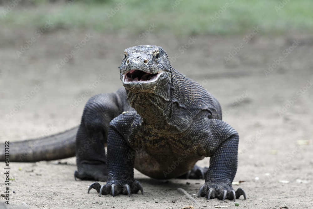 Wall mural Komodo dragon, Varanus komodoensis