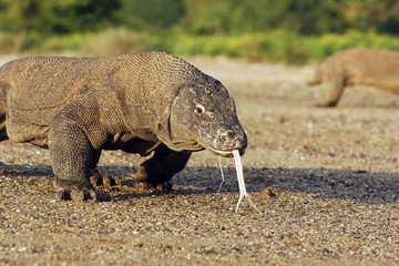 Fototapeta premium Komodo dragon, Varanus komodoensis