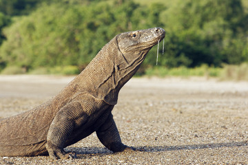 Komodo dragon, Varanus komodoensis