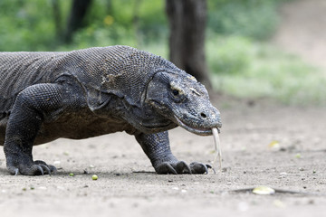 Komodo dragon, Varanus komodoensis