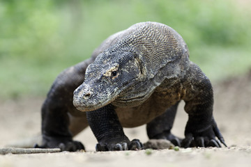 Komodo dragon, Varanus komodoensis