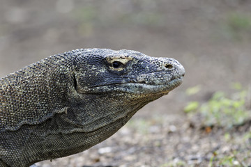 Komodo dragon, Varanus komodoensis