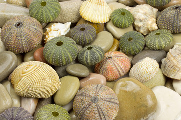 Sea urchin shells on pebbles