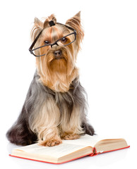 Yorkshire Terrier with glasses read book. isolated on white 