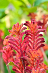 カンガルーポー