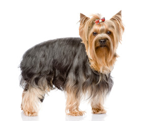 Yorkshire Terrier  looking at camera. isolated on white 