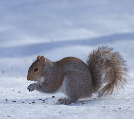 Squirrel on ice