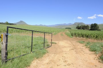 Fototapeta na wymiar Farm gate and a field of maize damaged by hail