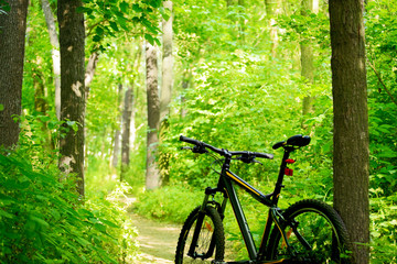 Fototapeta na wymiar Mountain Bike on the Trail in the Forest