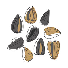 Illustration of sunflower seeds