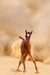 Arabian foal running out of the Desert Storm - 54119538