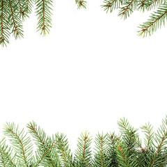 Fototapeta premium christmas tree twig composition