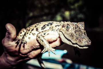 young cayman reptile with beautiful eyes