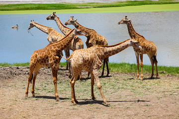 Group of Giraffes Playing Along River