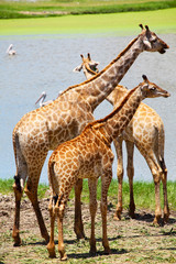 Naklejka na ściany i meble Herd of Giraffe